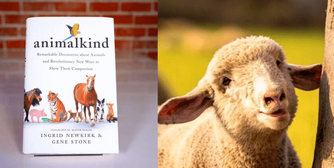 Animalkind, Sheep