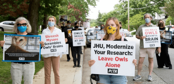 PETA Hoots and Hollers for Owls Trapped at Johns Hopkins University