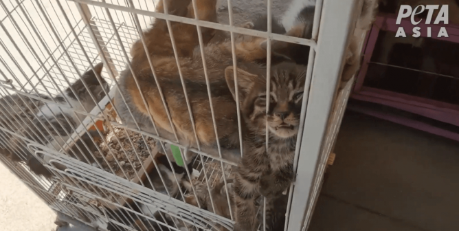 This Kitten at a ‘Pet’ Market in China Can Barely Keep Their Eyes Open