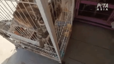 A sick kitten at a "pet" market in China