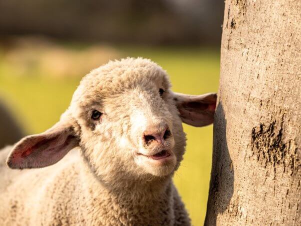 Smiling sheep stands next to tree