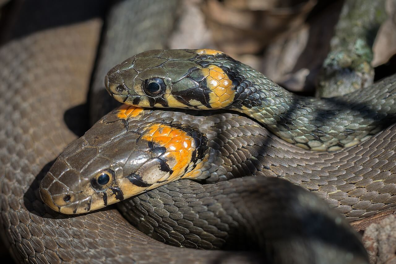 Snake Couple Mating