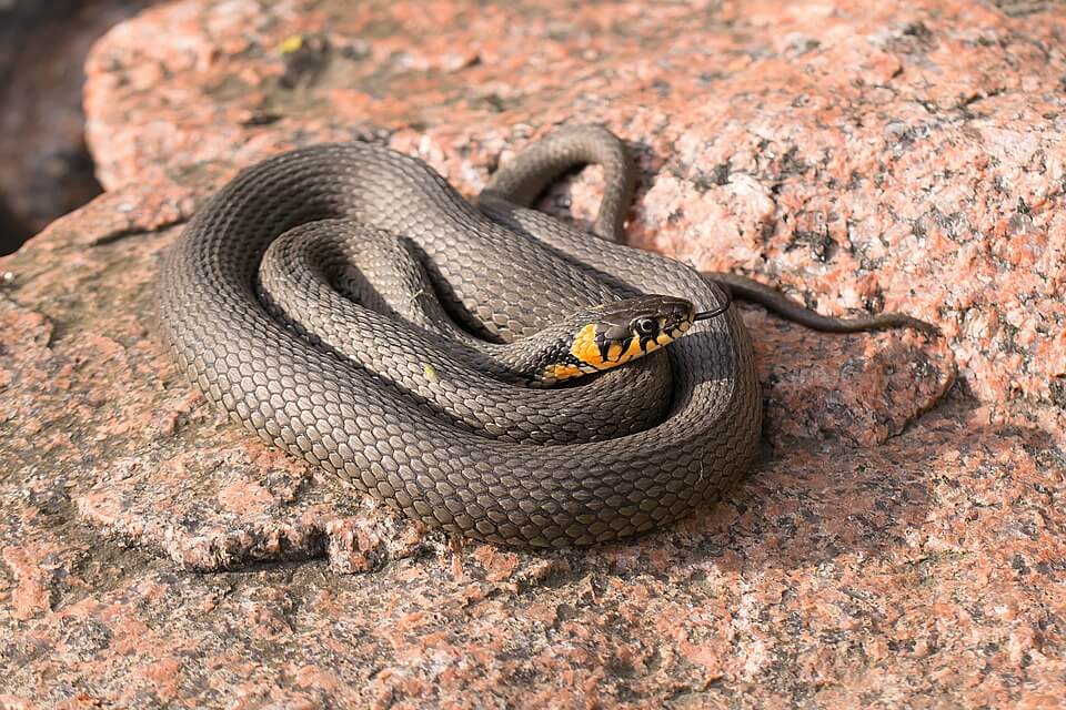 Snake Basking 