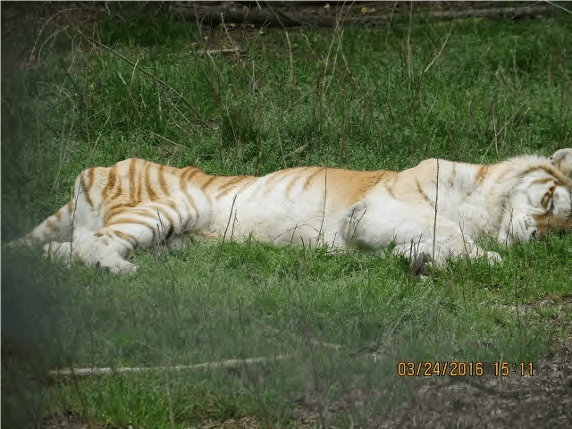 this is not the ideal weight of a tiger