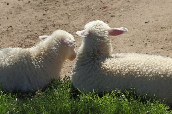 Sheep friends laying in the grass together