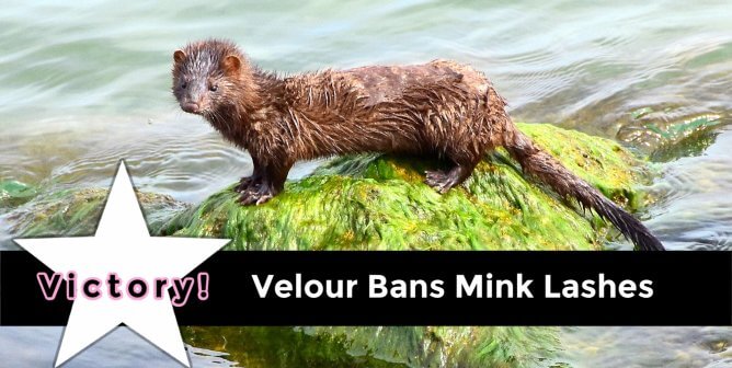 velour mink lashes victory cute mink in water