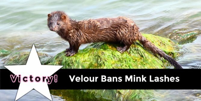 Victory! Velour Bans Mink-Fur Eyelashes After PETA Push