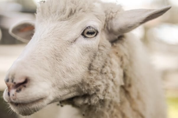 A closeup of a sheep