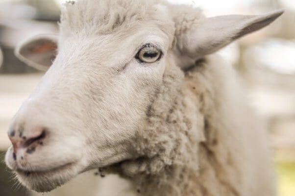 A closeup of a sheep's eye sheep facts