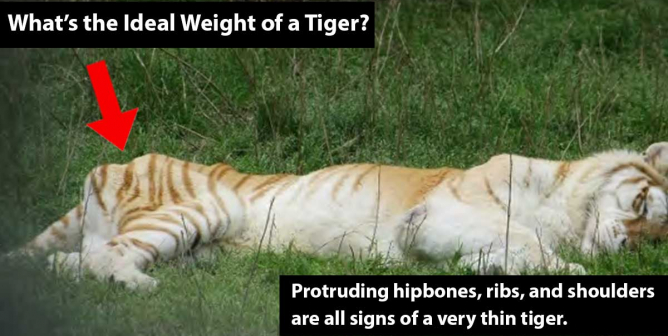 What's the Ideal Weight of a Tiger?
