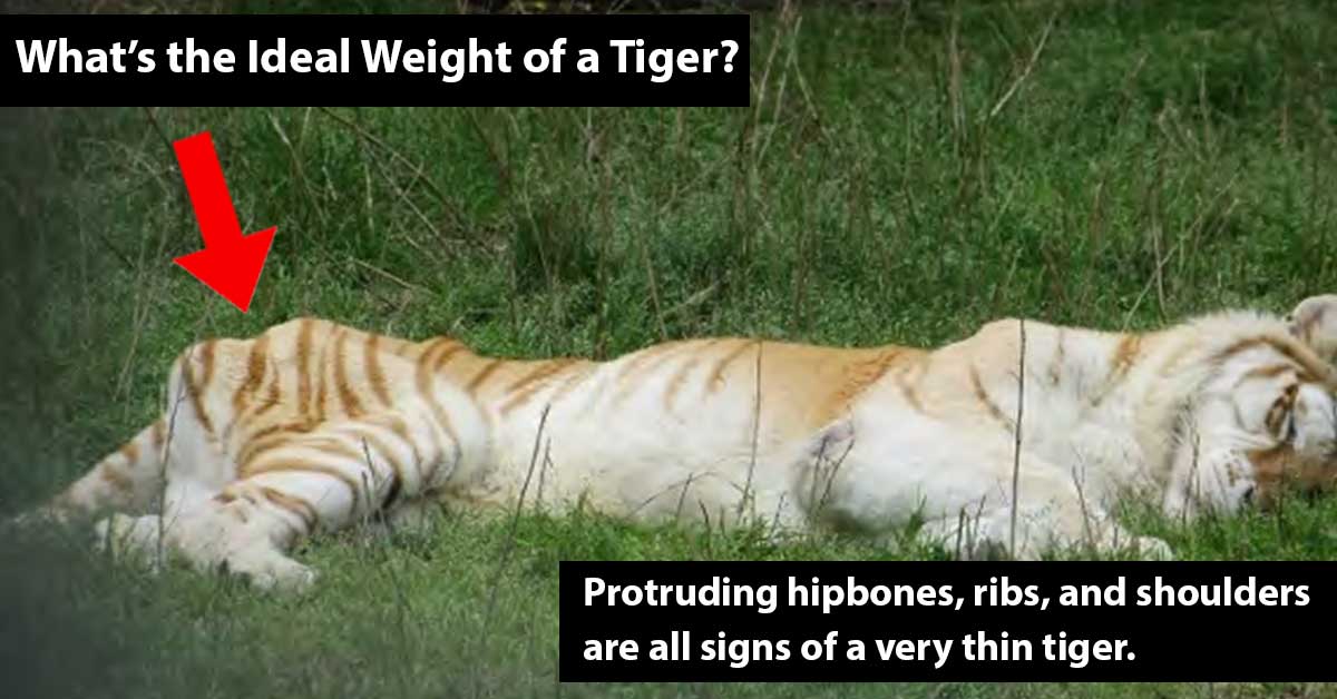 Reliable weight data for wild tigers are difficult to find