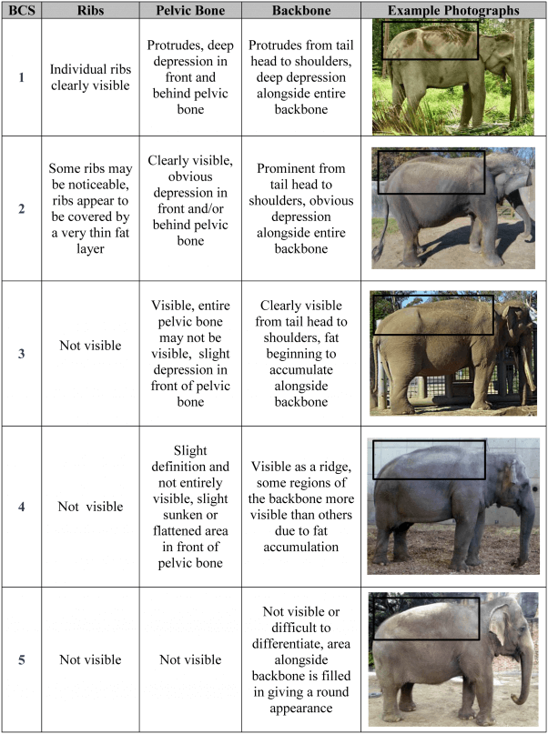 elephant body weight scoring chart