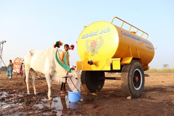 2020 Chinchali Fair - bullock drinks water