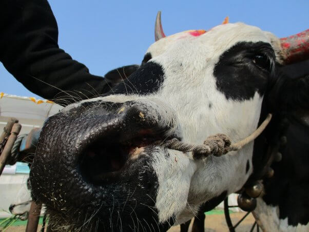 bullock with painful nose rope