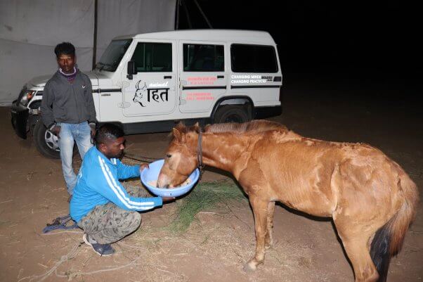 animal rahat feeds a pony in india