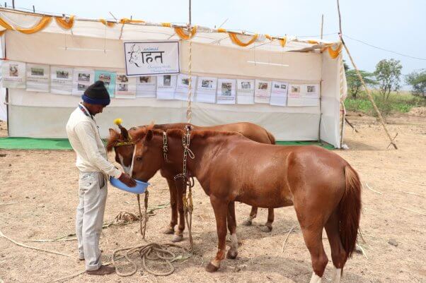 ponies eat at an animal rahat rest station in india