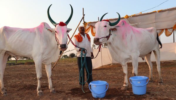 Chinchali Fair 2020 - powdered painted bullocks with nose ropes