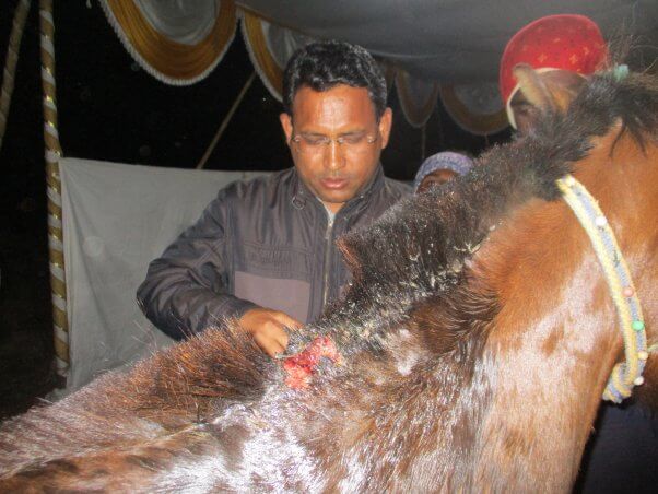 animal rahat vet treats injured pony