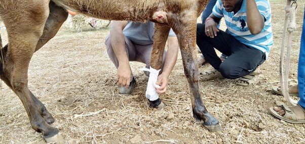 animal rahat team treats pony at chinchali fair