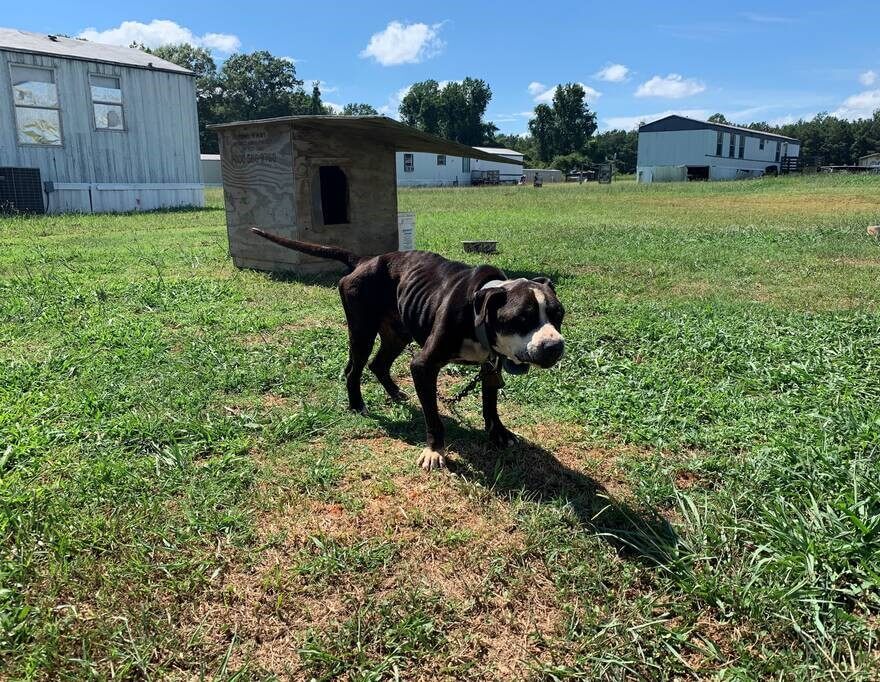 Backyard Dogs, chained, tethered