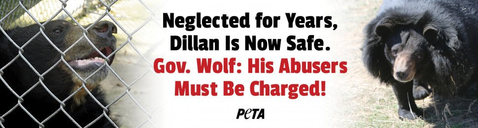 Neglected For Years, Dillan Is Now Safe