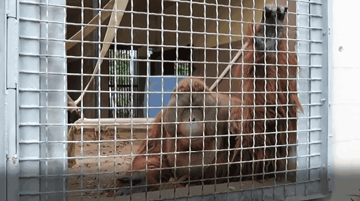 distressed primates at fake sanctuary