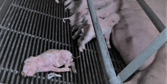 2 People Sentenced to 30 Days in Jail in Excelsior Hog Farm Trial