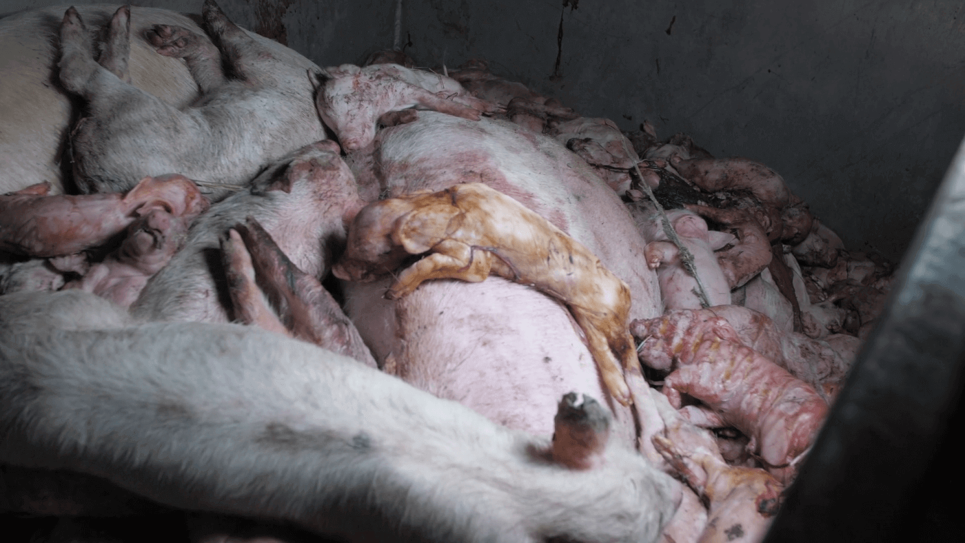 Dead Pigs at Excelsior Hog Farm
