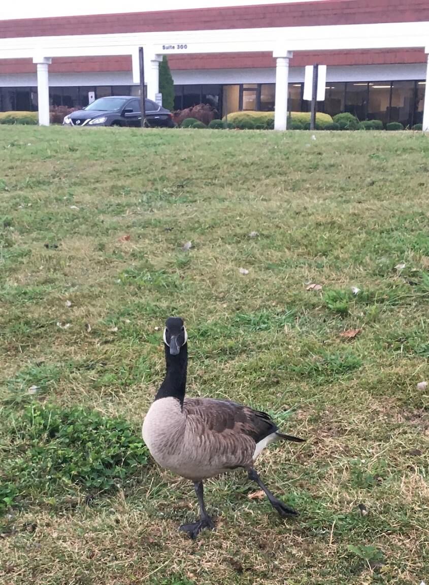 Injured Goose