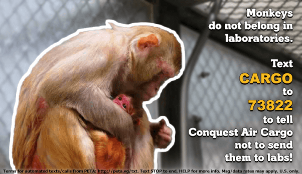 Tell Conquest Air Cargo to Stop Sending Monkeys to Laboratories