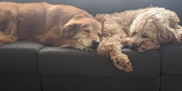 Mingo and her brother napping on couch