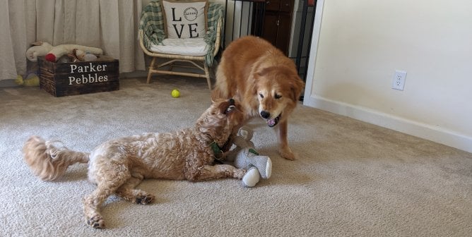 Rescued dog Mingo plays with her new brother