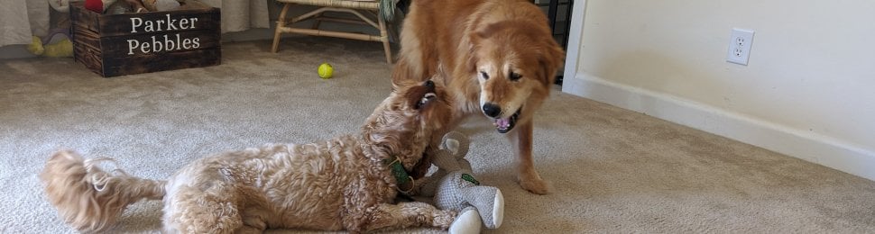 Rescued dog Mingo plays with her new brother