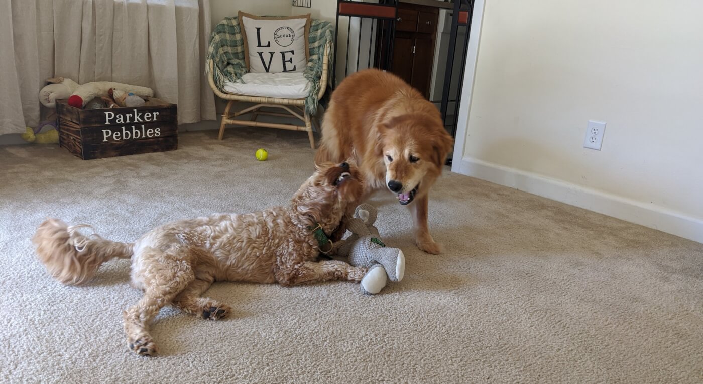 homemade things to keep dogs entertained
