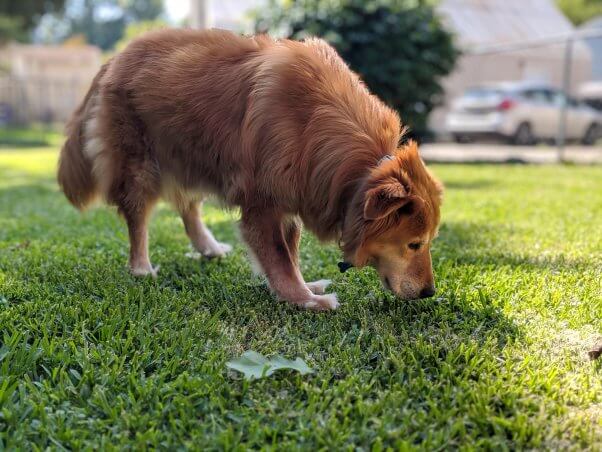 Happy rescued dog Mingo sniffing grass