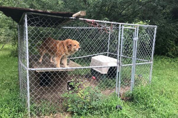 Senior dog Mingo standing on doghouse before PETA rescued her