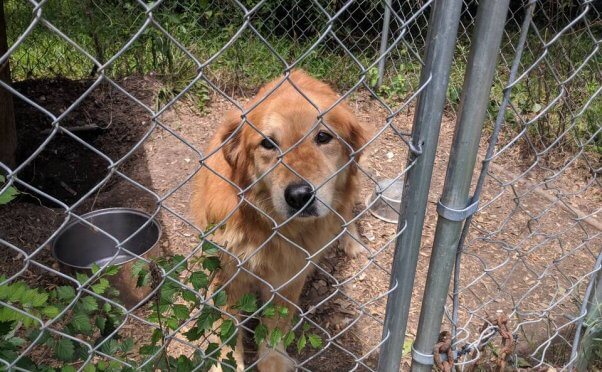 Senior dog Mingo looking out of her tiny pen before PETA rescued her