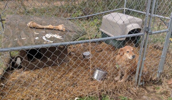 Senior dog Mingo lived in this tiny pen for years before PETA rescued her