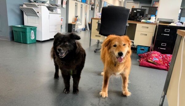 PETA rescues Mingo and Edith bonding at the office