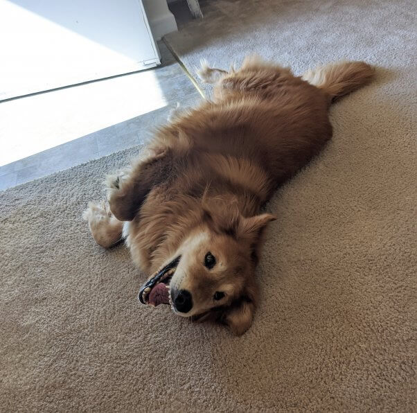 Happy rescued dog Mingo rolls on carpet