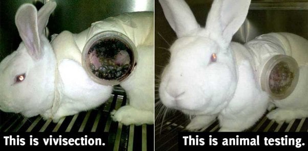 what is vivisection?