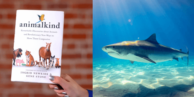 Animalkind and shark
