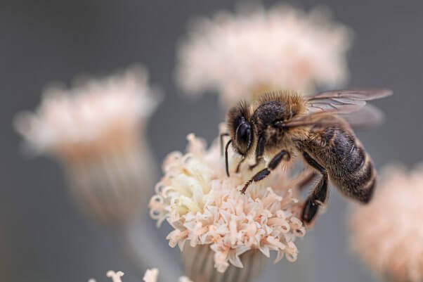 bee facts bee on pale pink flower