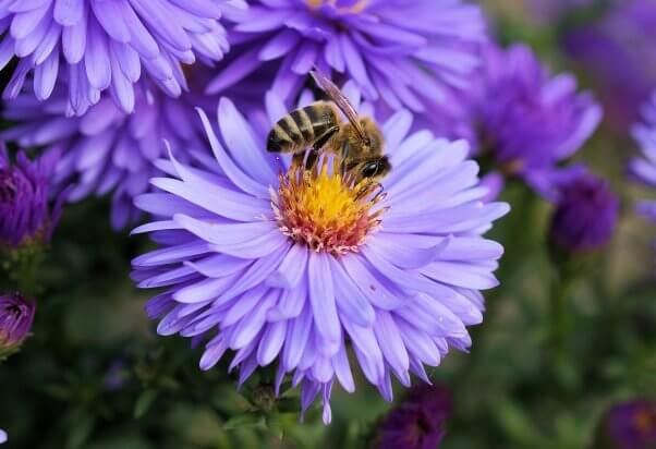 bee facts bee on purple flower