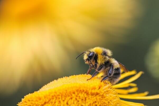 Bee on a yellow flower