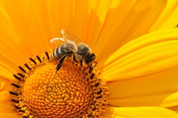 interesting bee facts bee on yellow flower