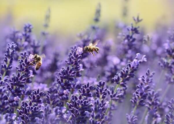 interesting bee facts bees on lavender