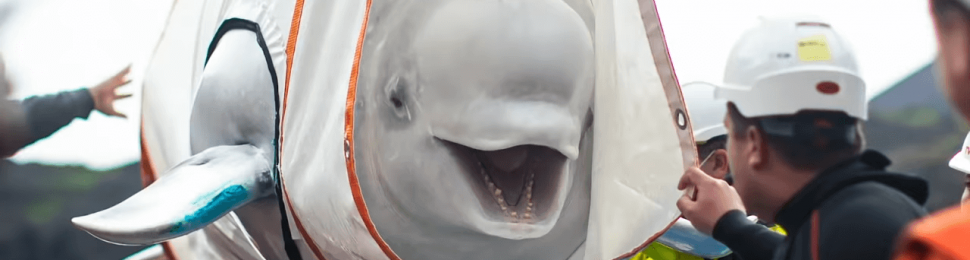 beluga whale moving to the beluga whale sanctuary in iceland