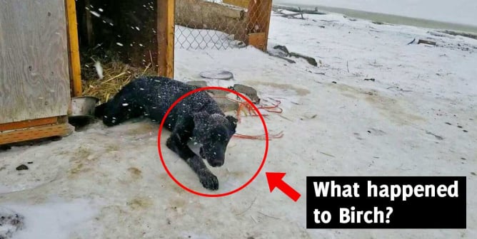 Birch, an Iditarod victim, at Team Baker Kennel