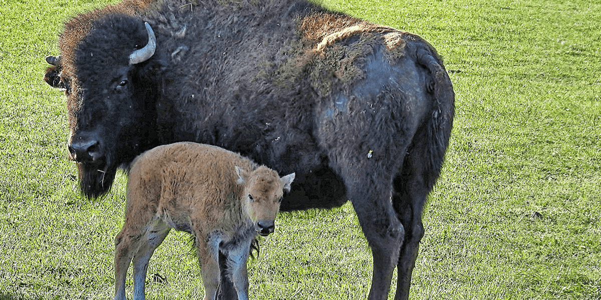 WATCH Bison Defends Calf From TooClose Tourist PETA